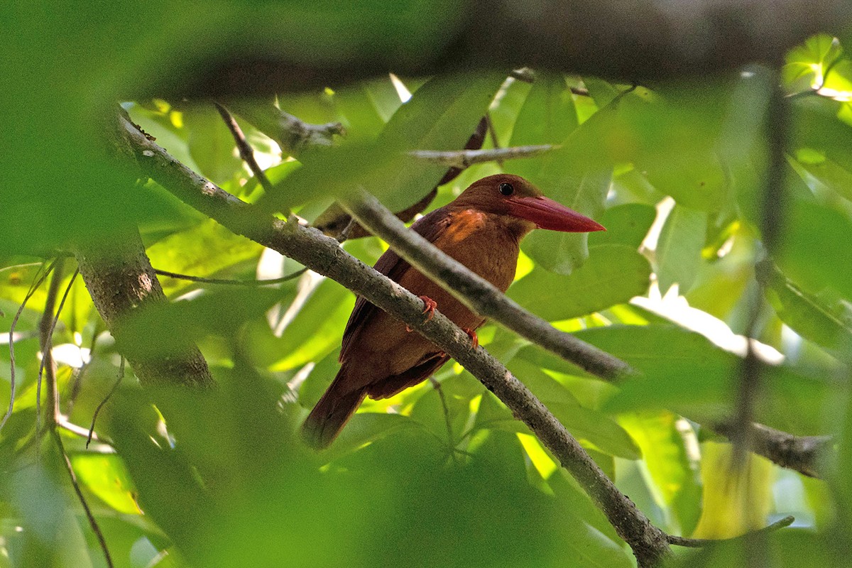 ledňáček ohnivý - ML646566427