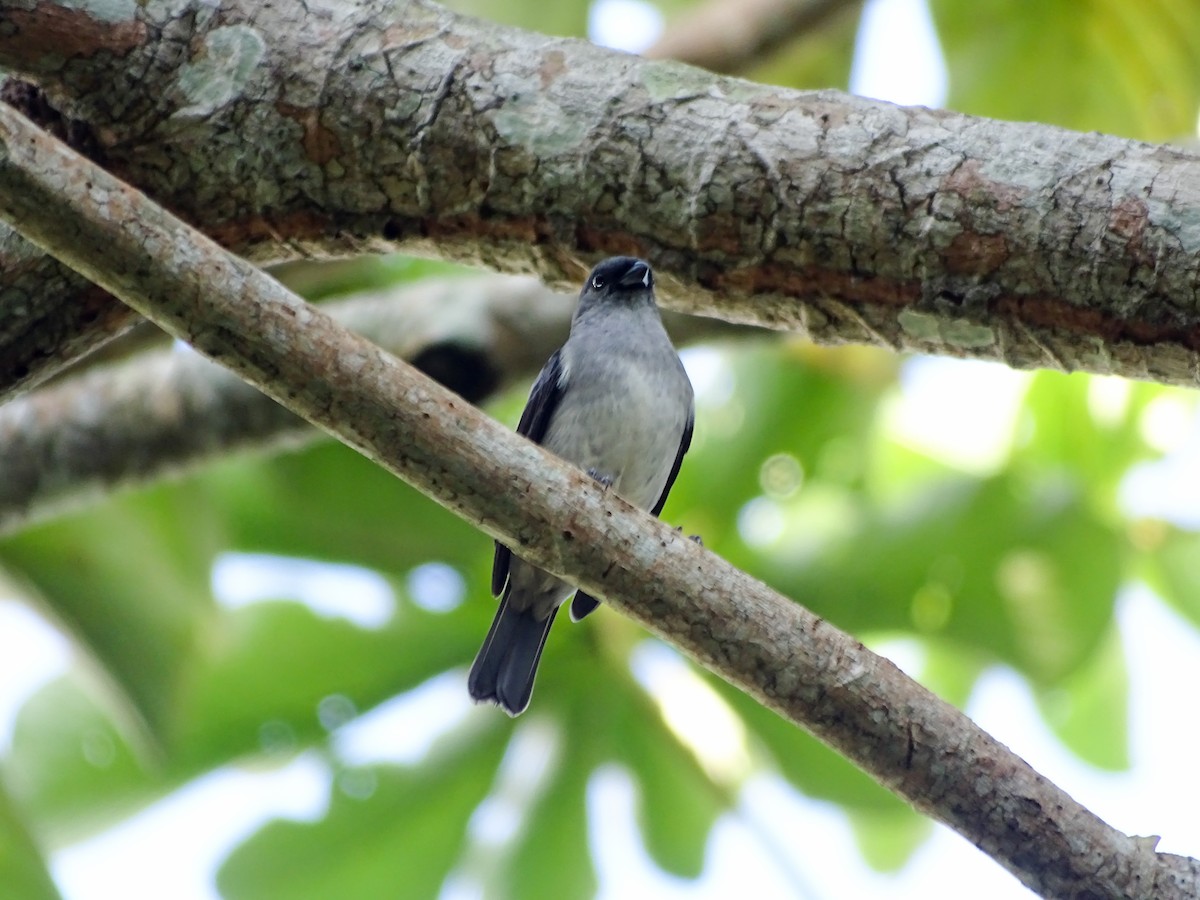 Plain-colored Tanager - ML646566428