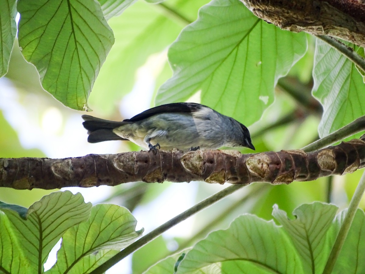 Plain-colored Tanager - ML646566429