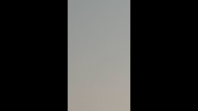 Pied Kingfisher - ML646566430