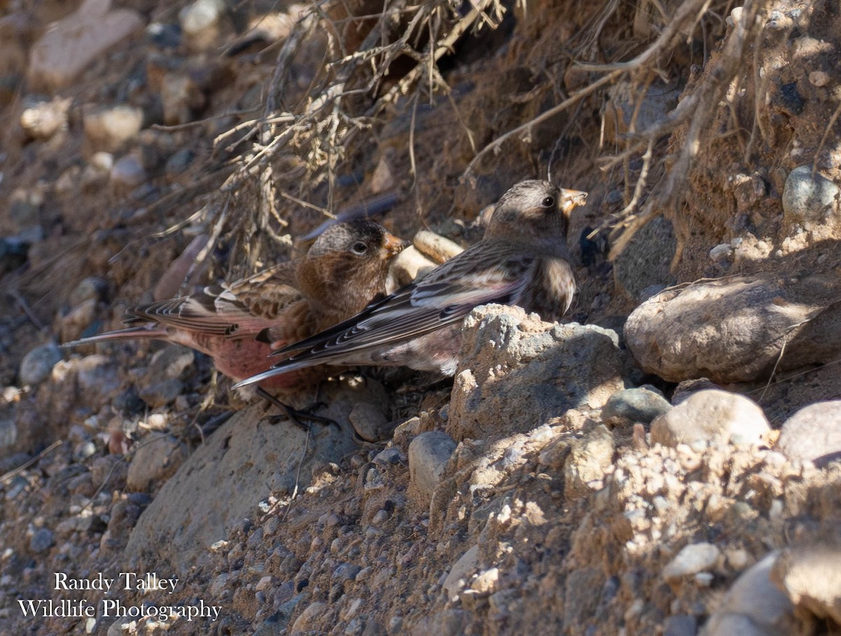 Brown-capped Rosy-Finch - ML646566431