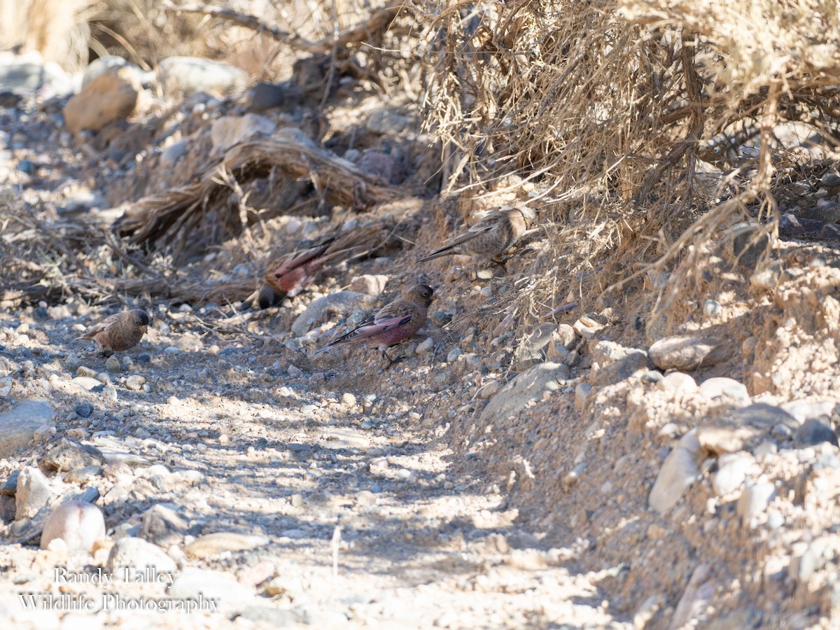 Brown-capped Rosy-Finch - ML646566432
