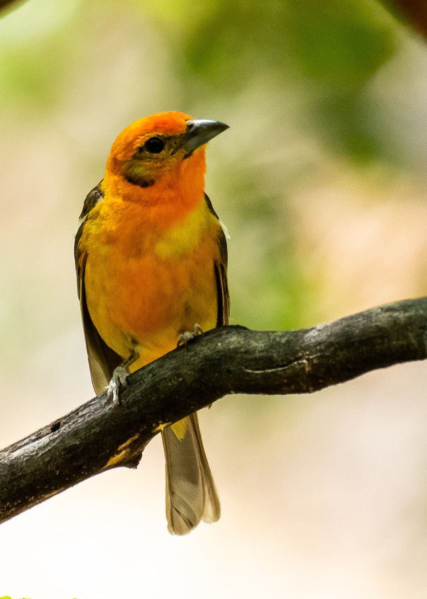 Flame-colored Tanager - ML646566435
