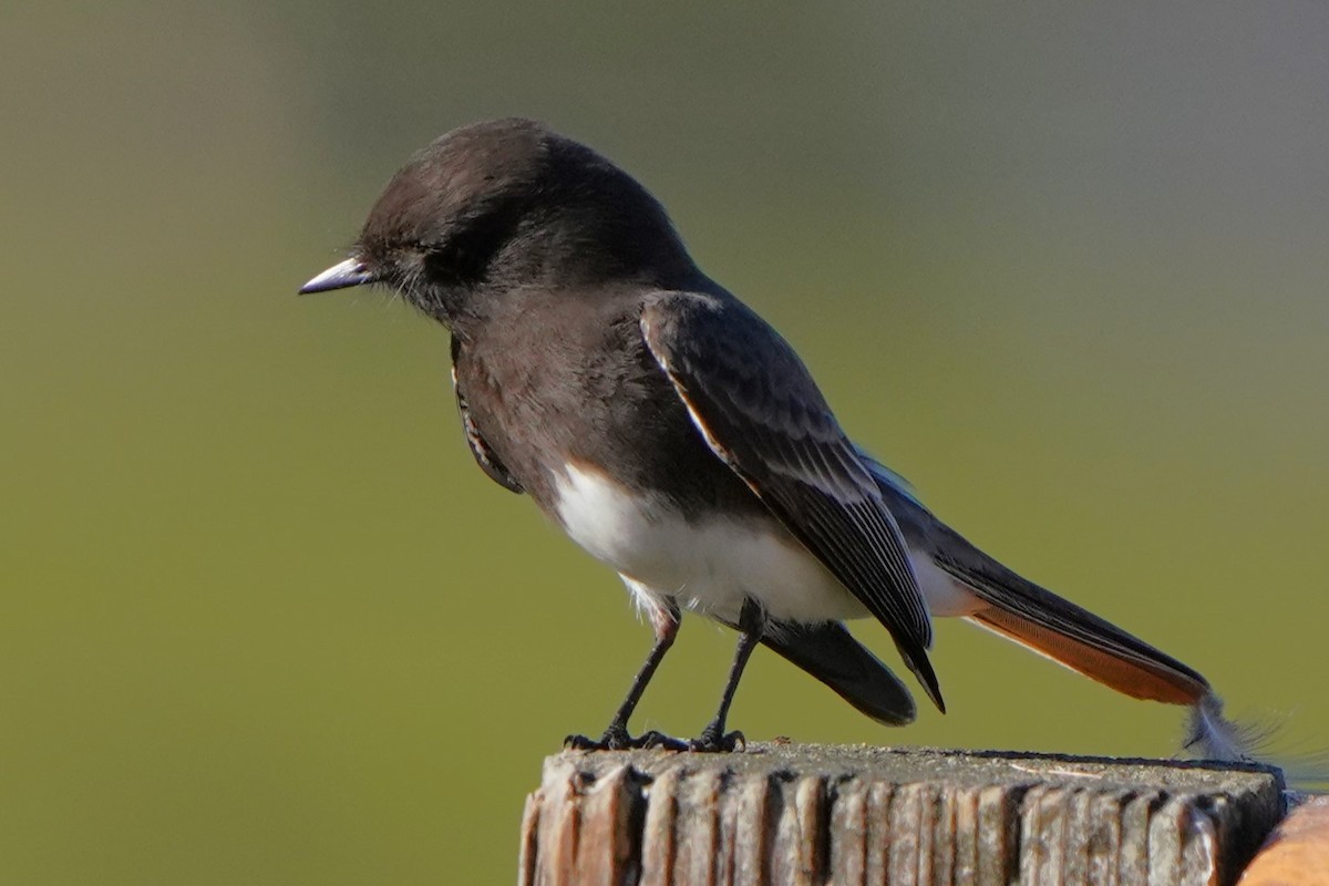 Black Phoebe - ML646566436