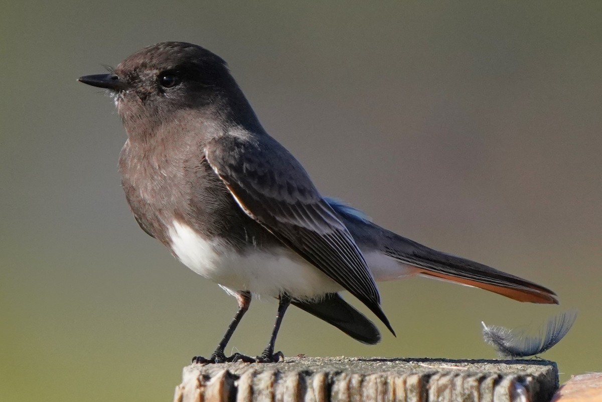 Black Phoebe - ML646566437