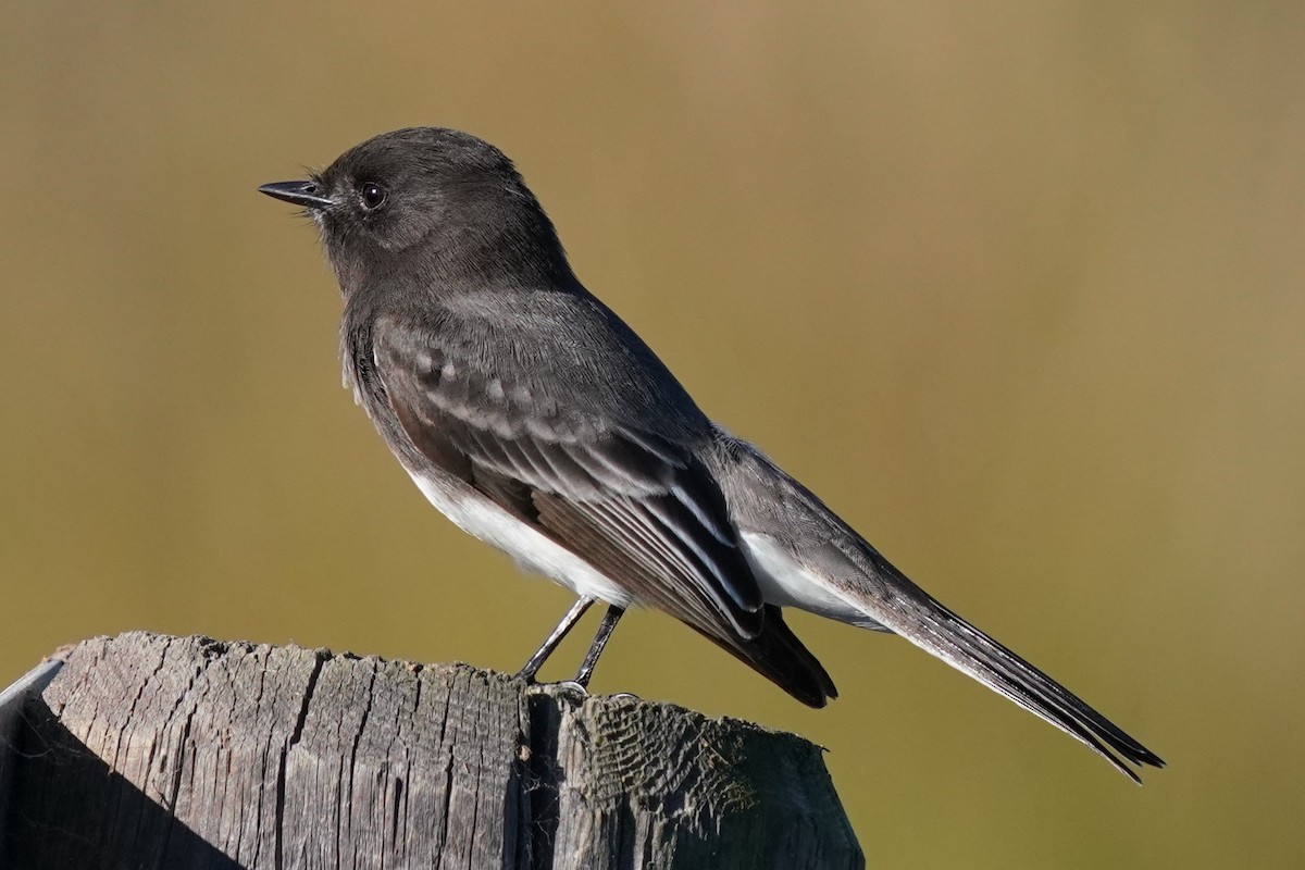 Black Phoebe - ML646566438