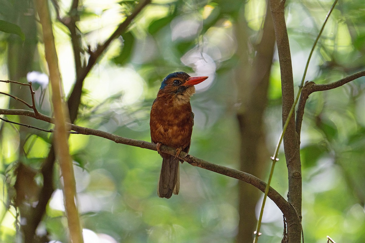 ledňáček modrohlavý - ML646566440