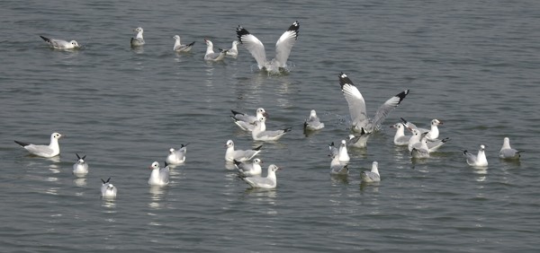 Буроголовая чайка - ML646566442