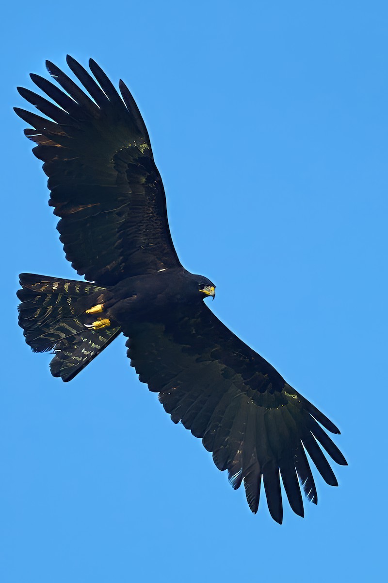 Black Eagle - ML646566445
