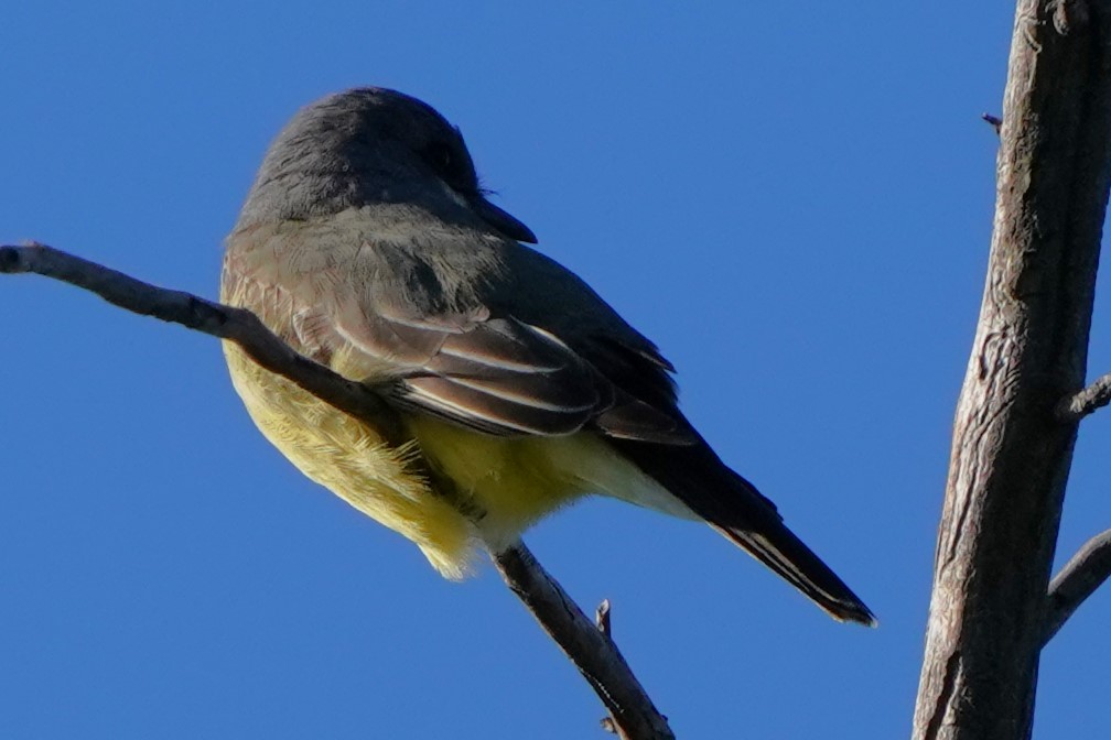 Cassin's Kingbird - ML646566446