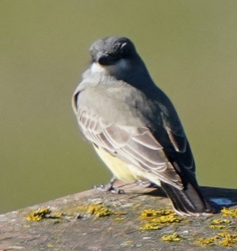 Cassin's Kingbird - ML646566447