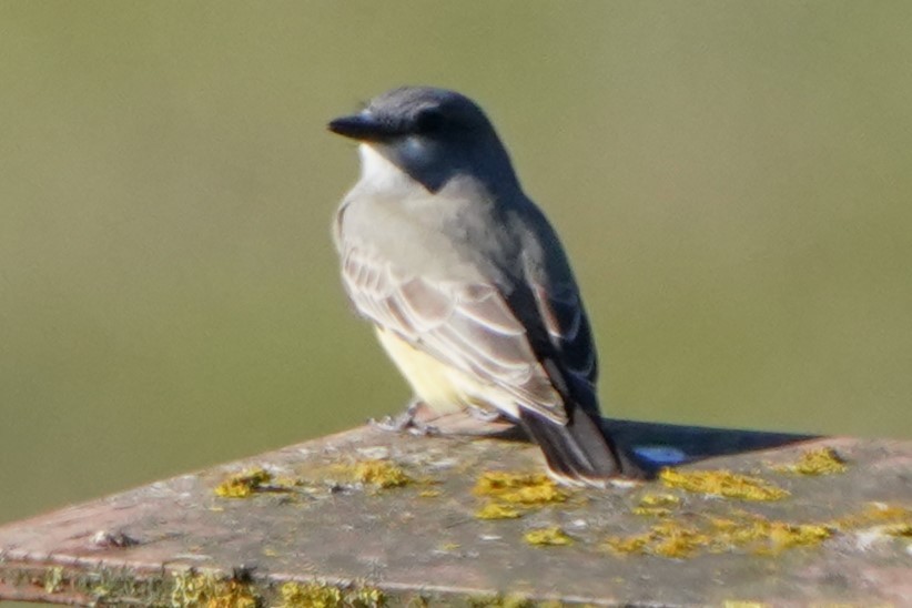 Cassin's Kingbird - ML646566448