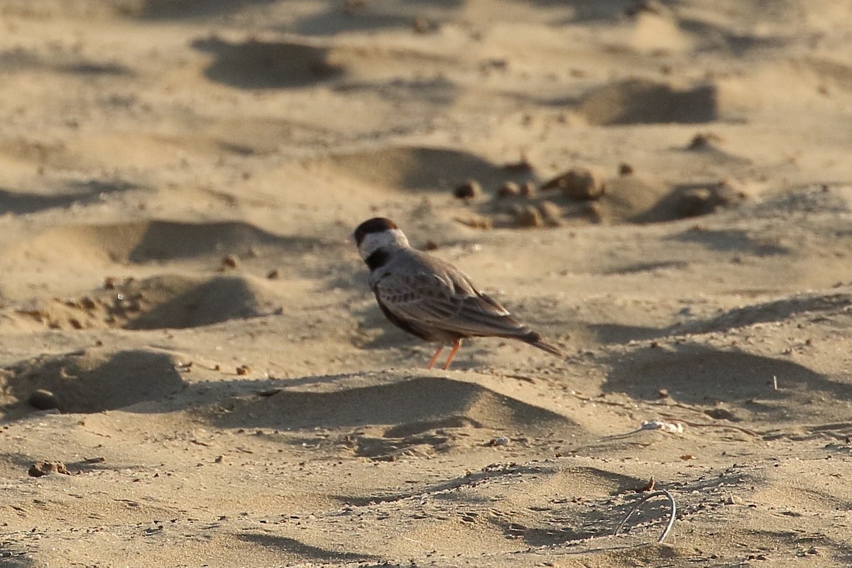 צחיחן שחור-כיפה - ML646566450