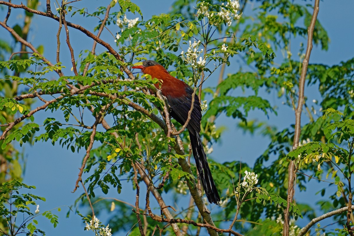 kukačka pestrozobá - ML646566452