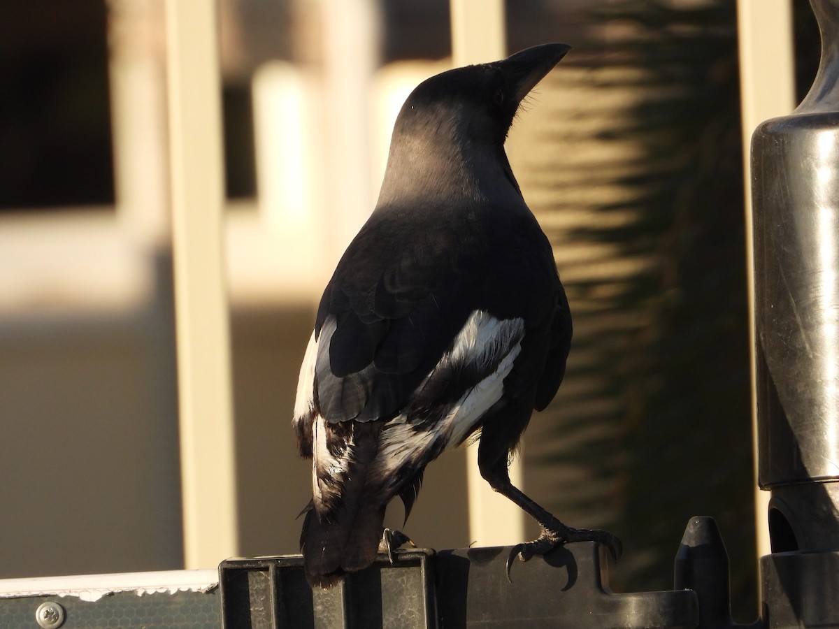 House Crow - ML646566456