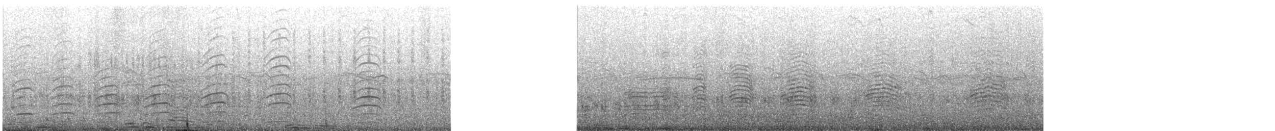 Belcher's Gull - ML646566457