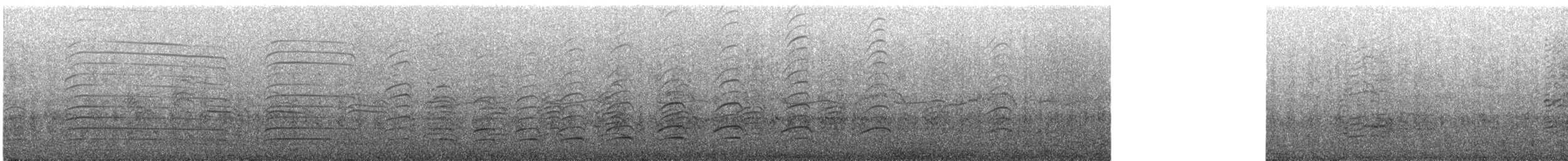 Belcher's Gull - ML646566458