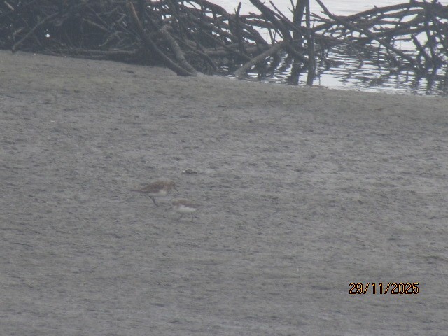 Baird's Sandpiper - ML646566459