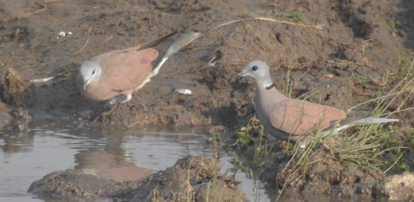 Короткохвостая горлица - ML646566460