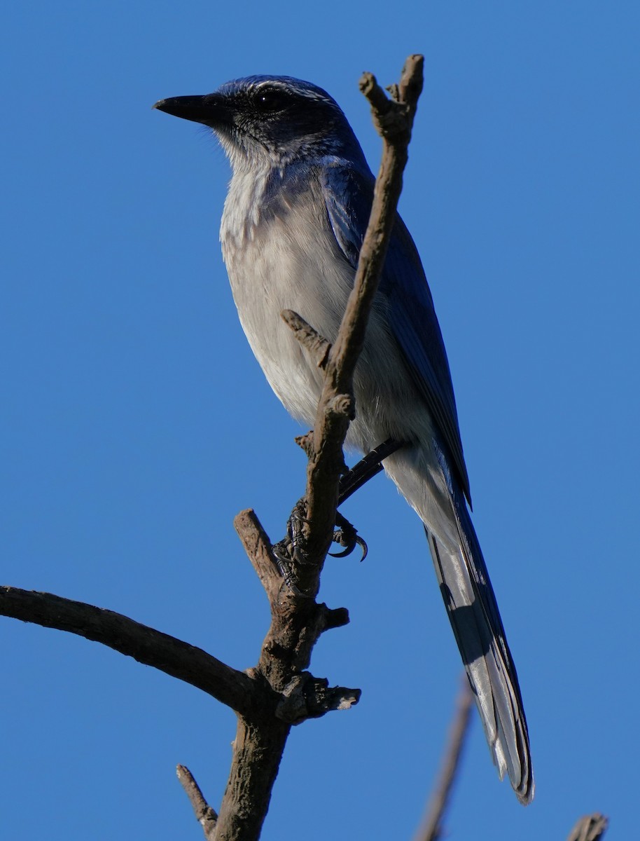 California Scrub-Jay - ML646566466