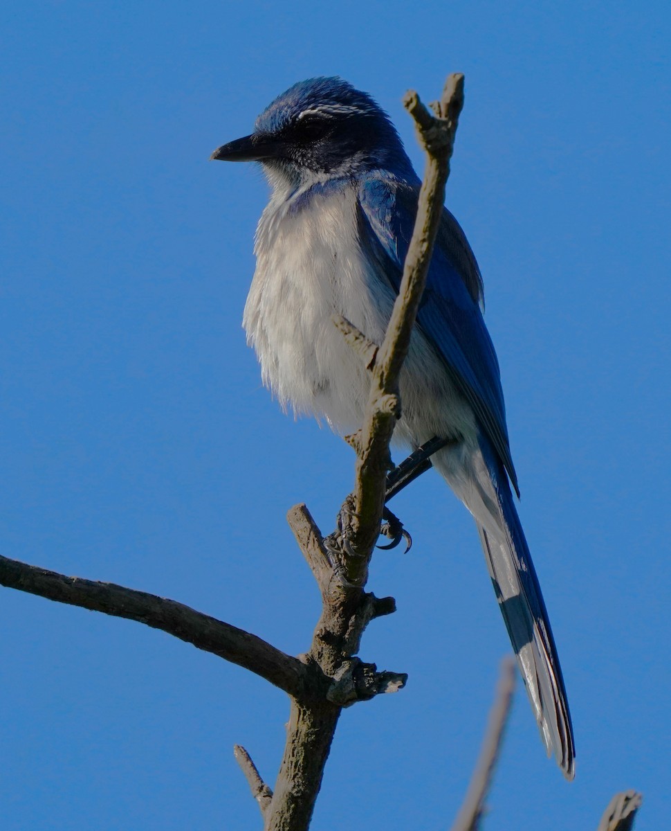 California Scrub-Jay - ML646566467