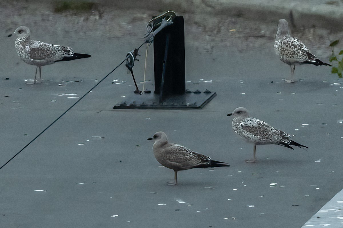 Short-billed Gull - ML646566468