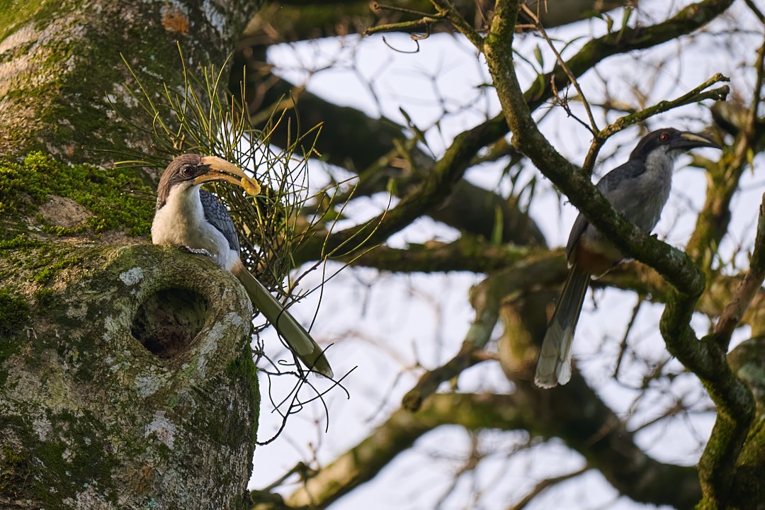 Sri Lanka Gray Hornbill - ML646566472