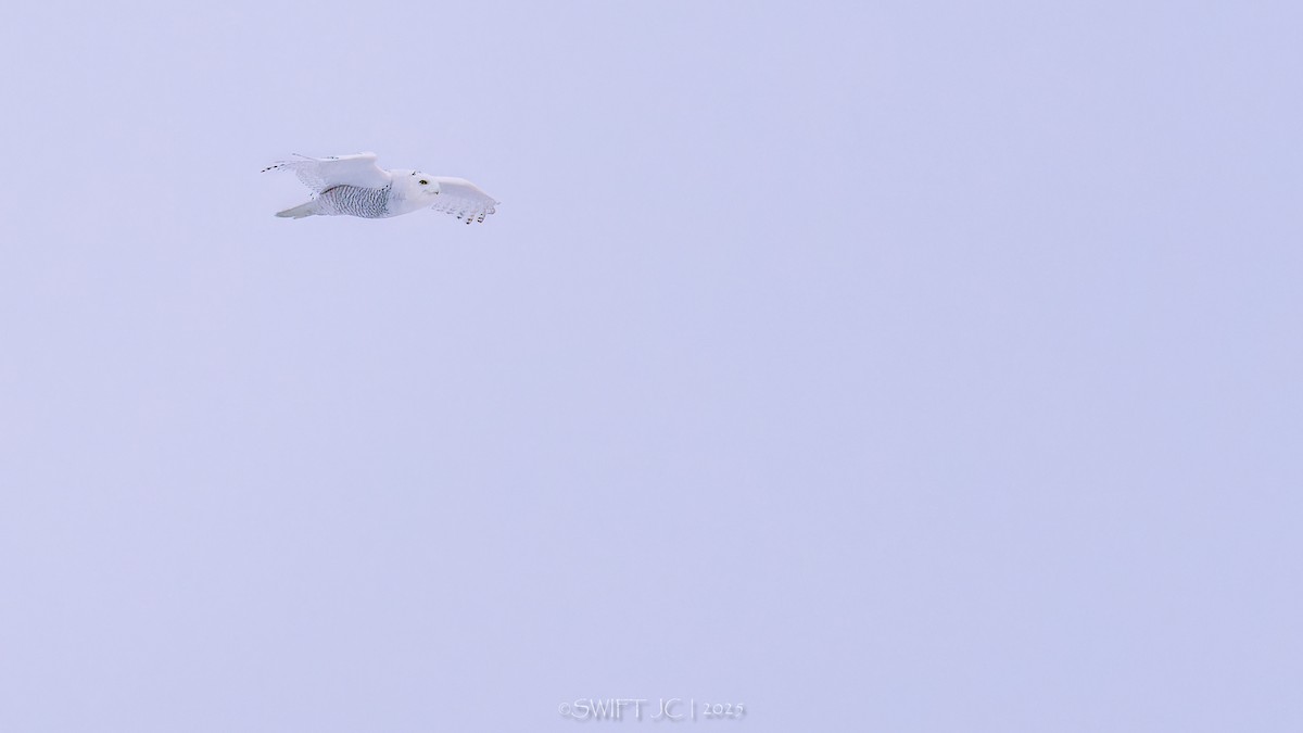 Elur-hontza - ML646566474