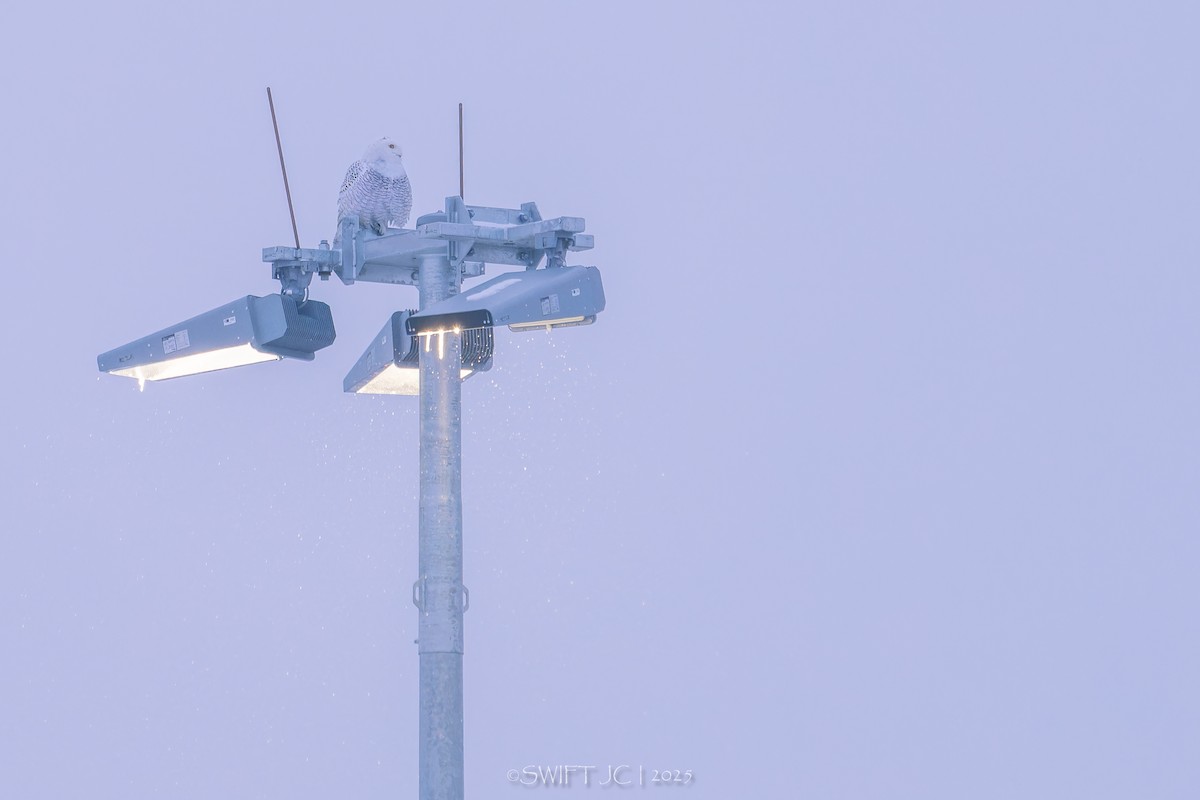 Elur-hontza - ML646566475