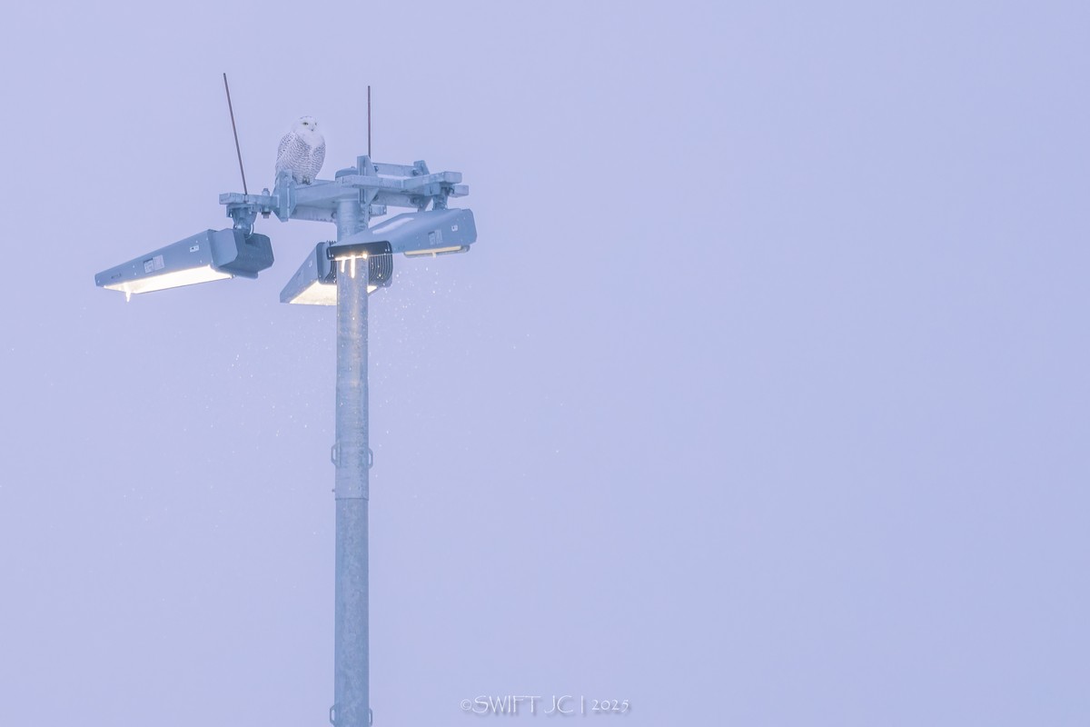 Elur-hontza - ML646566476