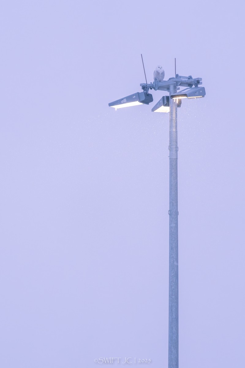 Elur-hontza - ML646566477