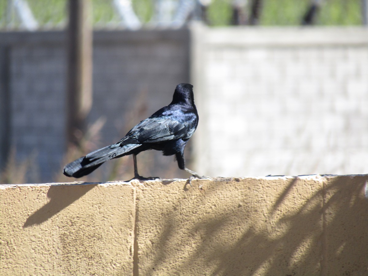 vlhovec velkoocasý - ML646566478