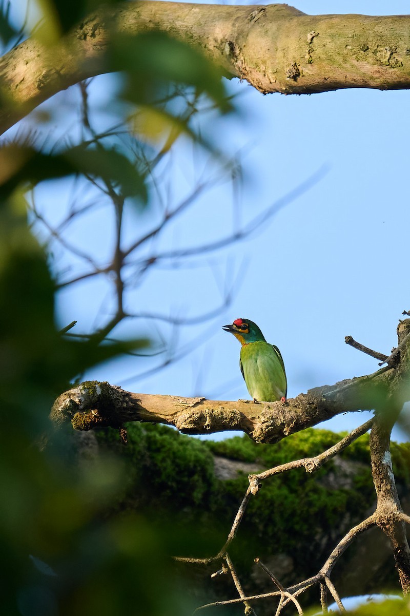 Crimson-fronted Barbet - ML646566479