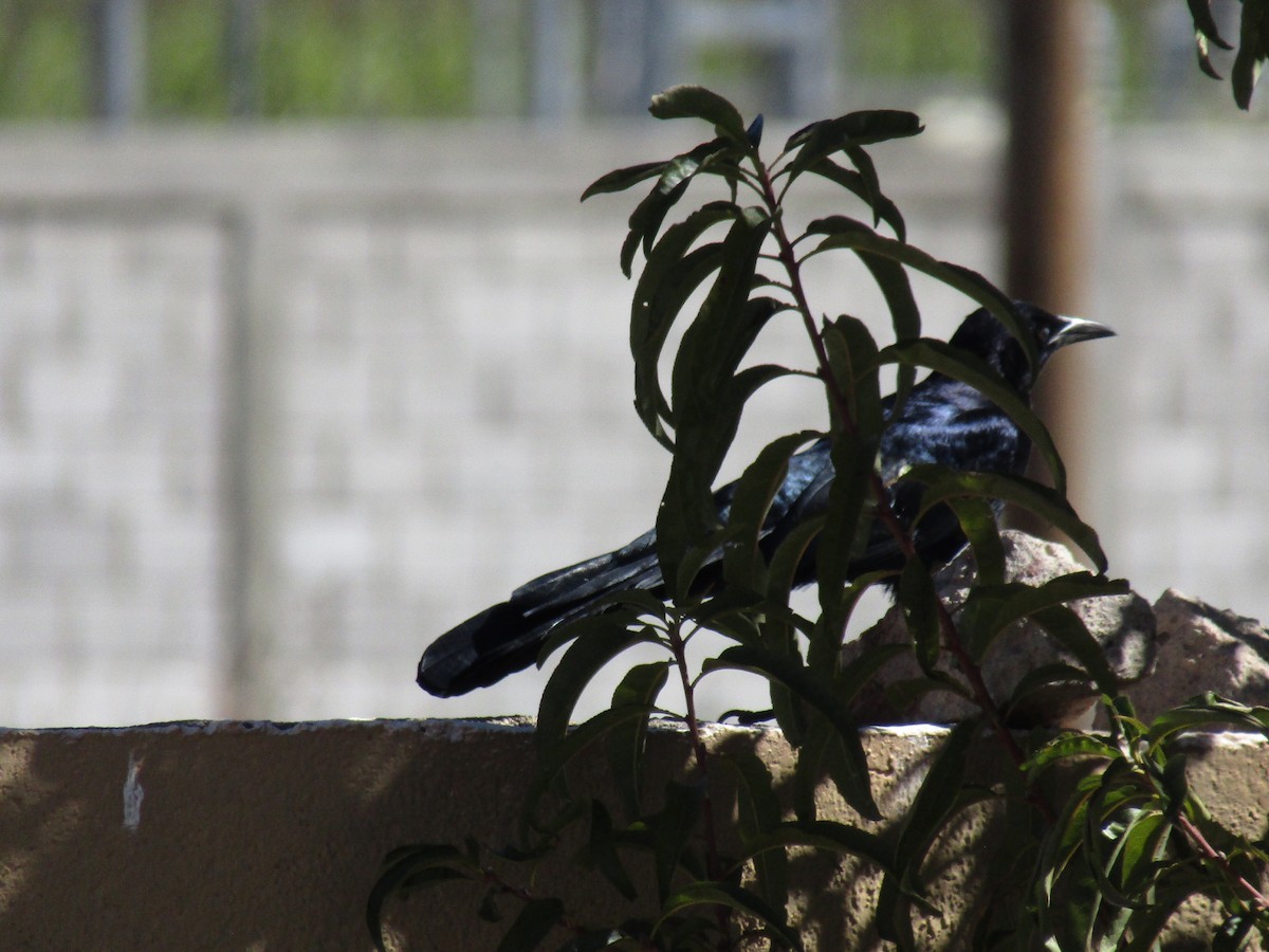 vlhovec velkoocasý - ML646566480