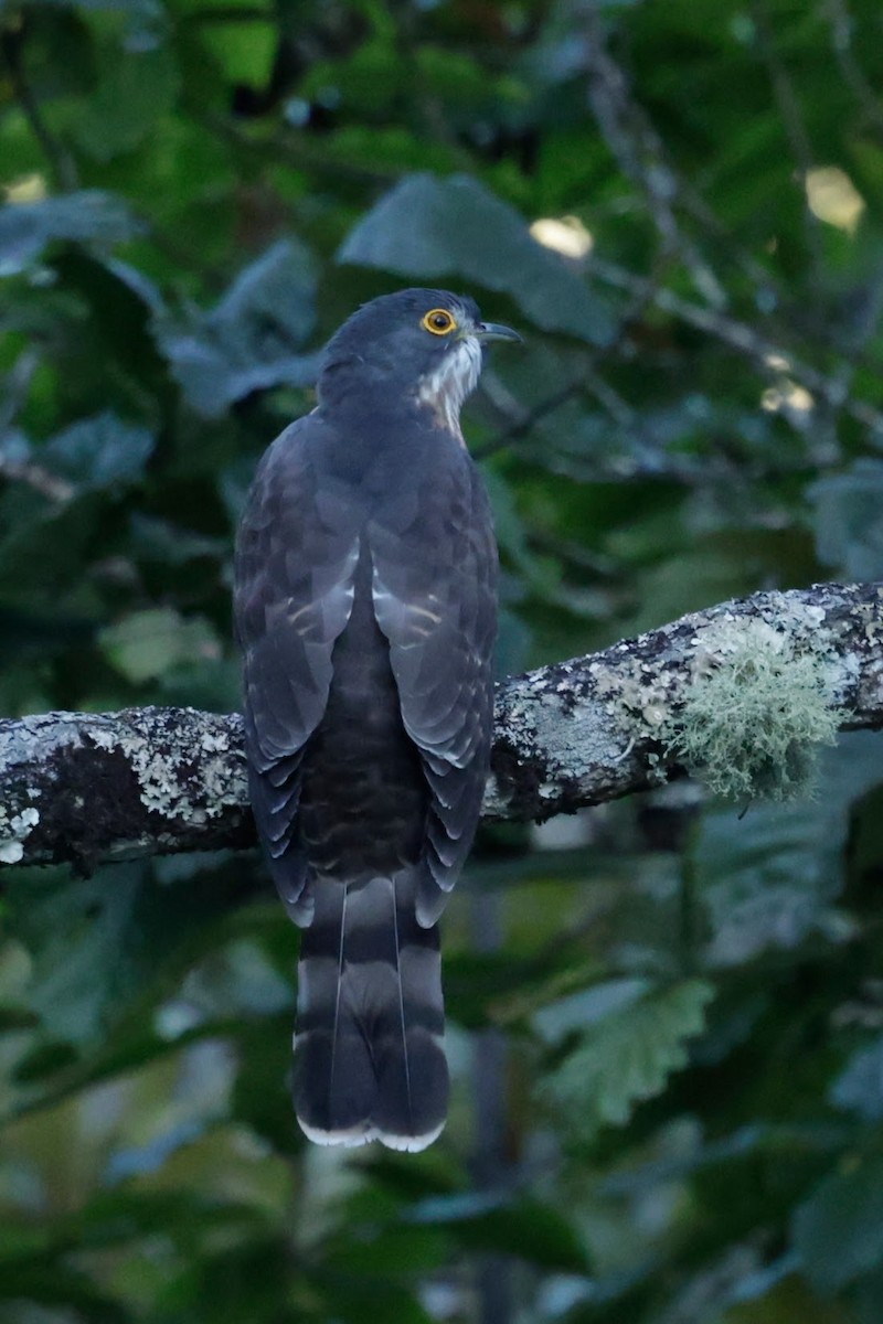 Cuco Grande - ML646566481