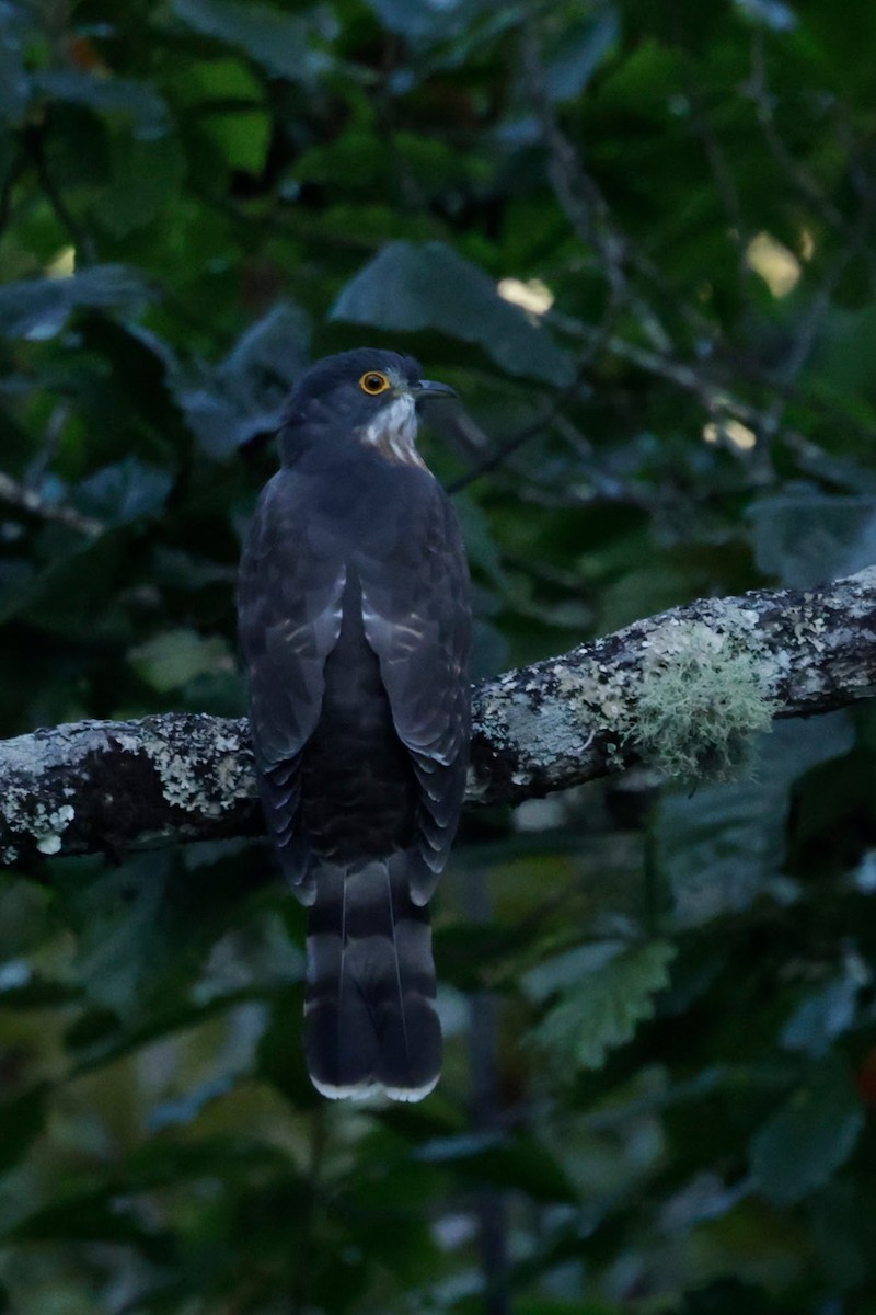 Cuco Grande - ML646566482