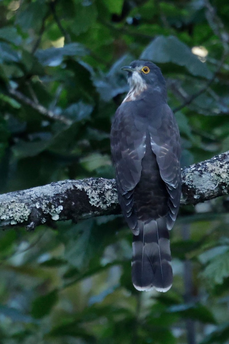 Cuco Grande - ML646566483