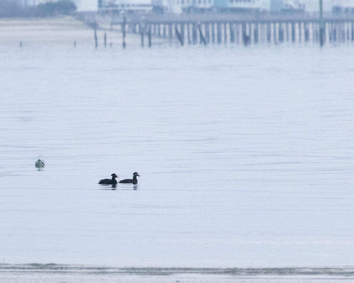 Surf Scoter - ML646566484