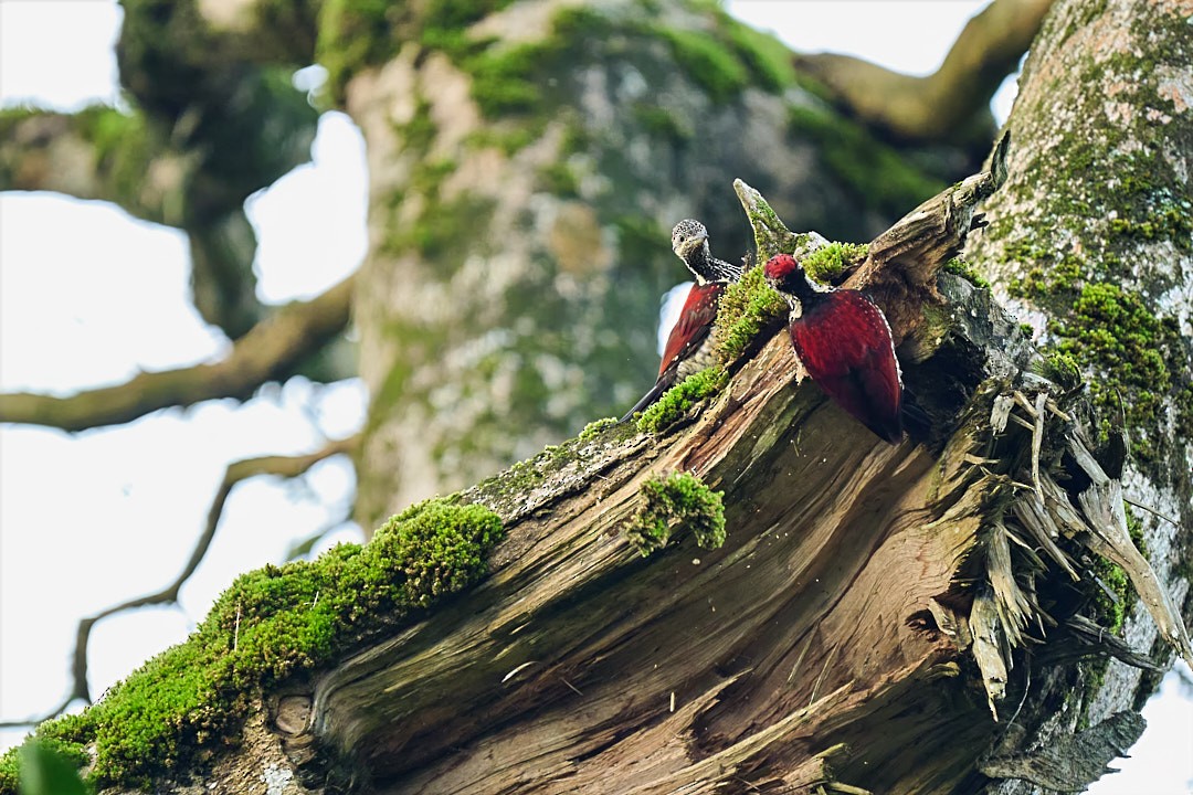 Crimson-backed Flameback - ML646566490