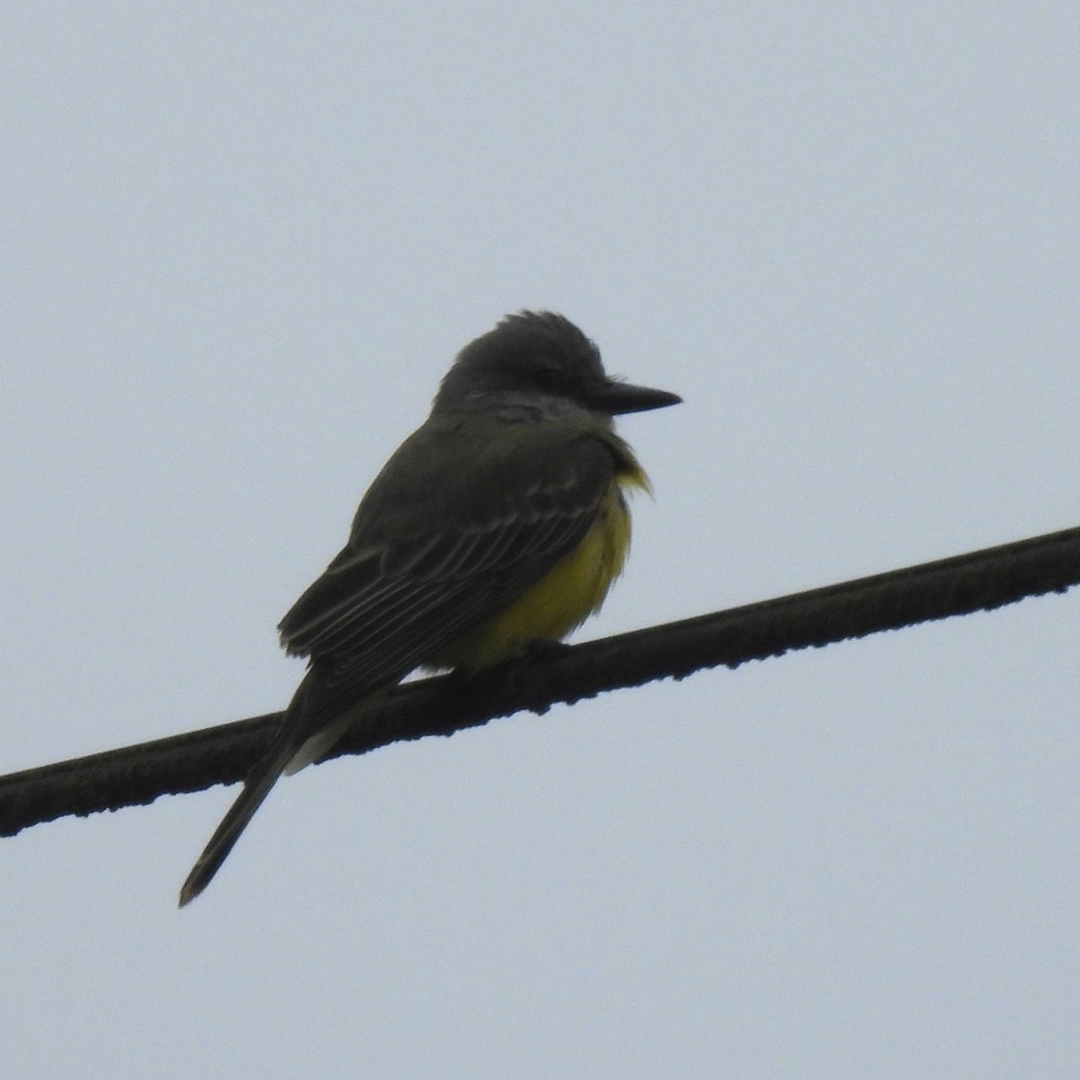 Tropical Kingbird - ML646566491