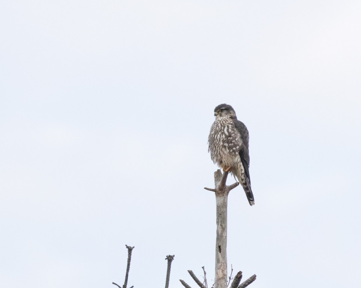 Merlin - ML646566493