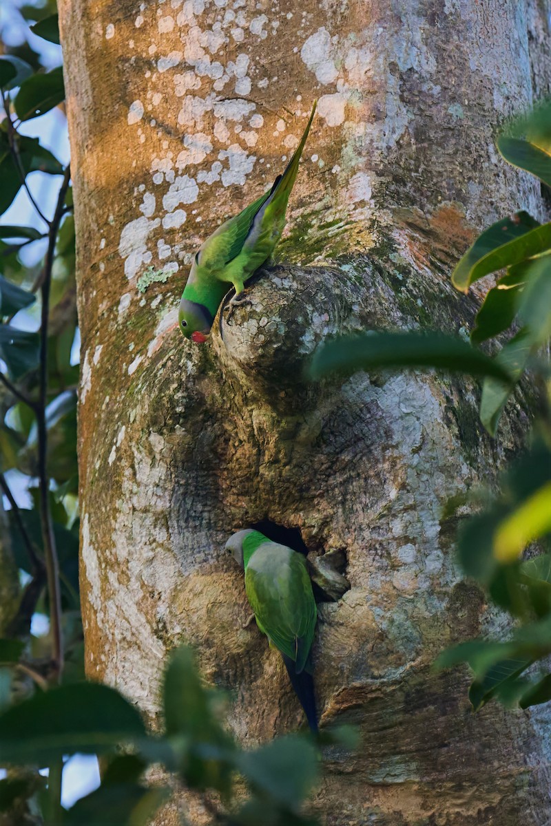 Layard's Parakeet - ML646566497