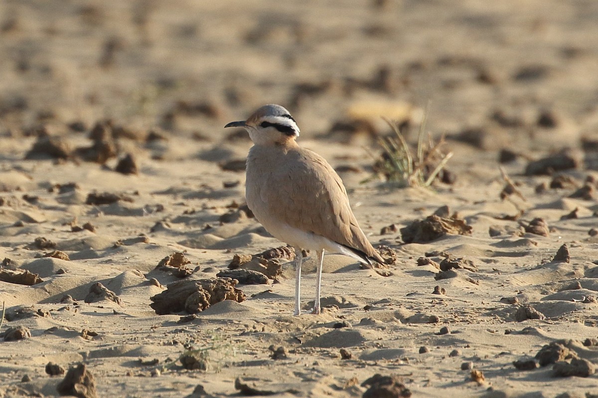 רץ מדבר - ML646566498