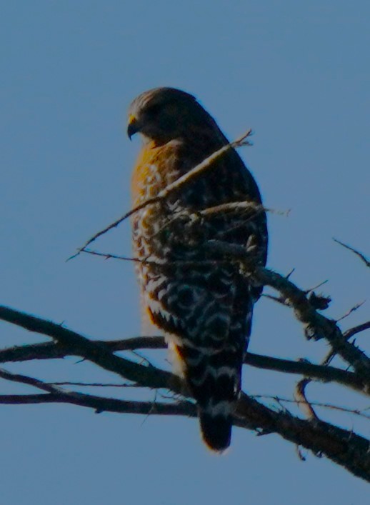 Red-shouldered Hawk - ML646566499