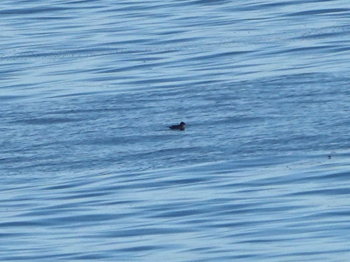 Rhinoceros Auklet - ML646566501