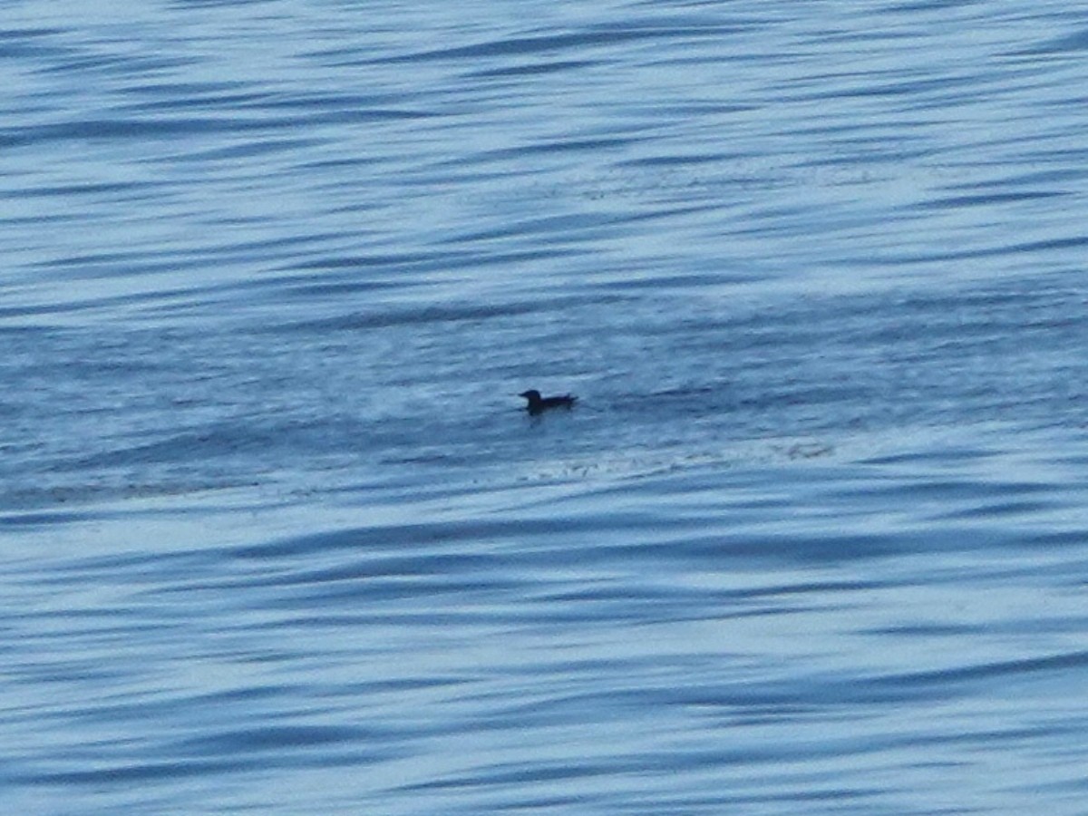 Rhinoceros Auklet - ML646566502