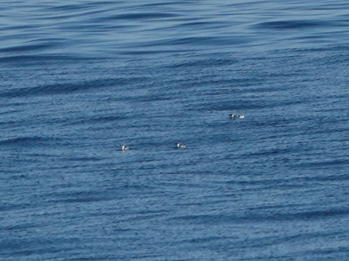 Marbled Murrelet - ML646566507