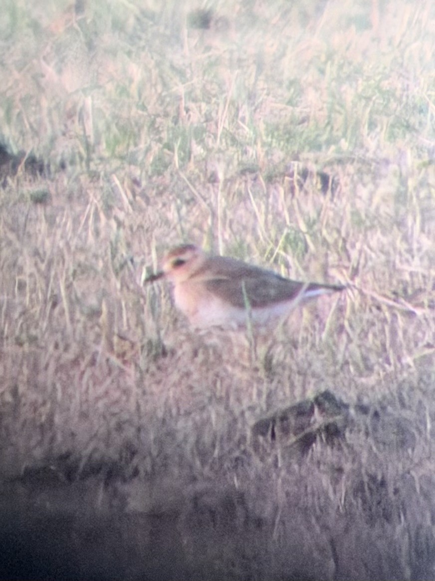 Chorlitejo Asiático Grande - ML646566508