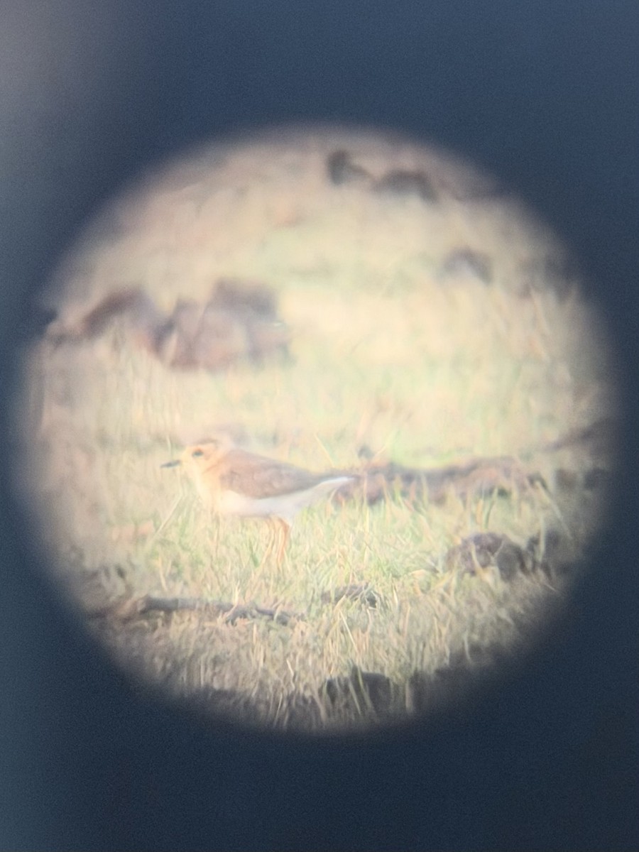 Chorlitejo Asiático Grande - ML646566509