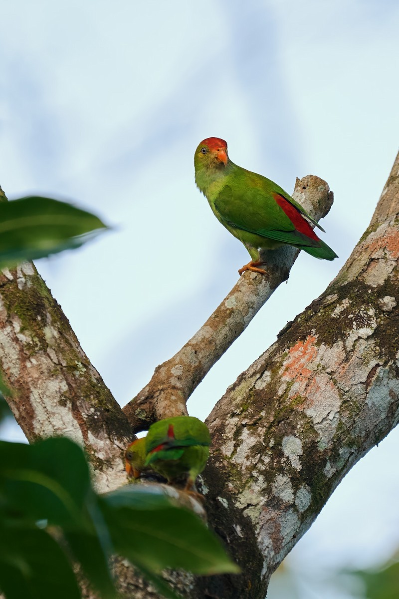 Sri Lanka Hanging-Parrot - ML646566510
